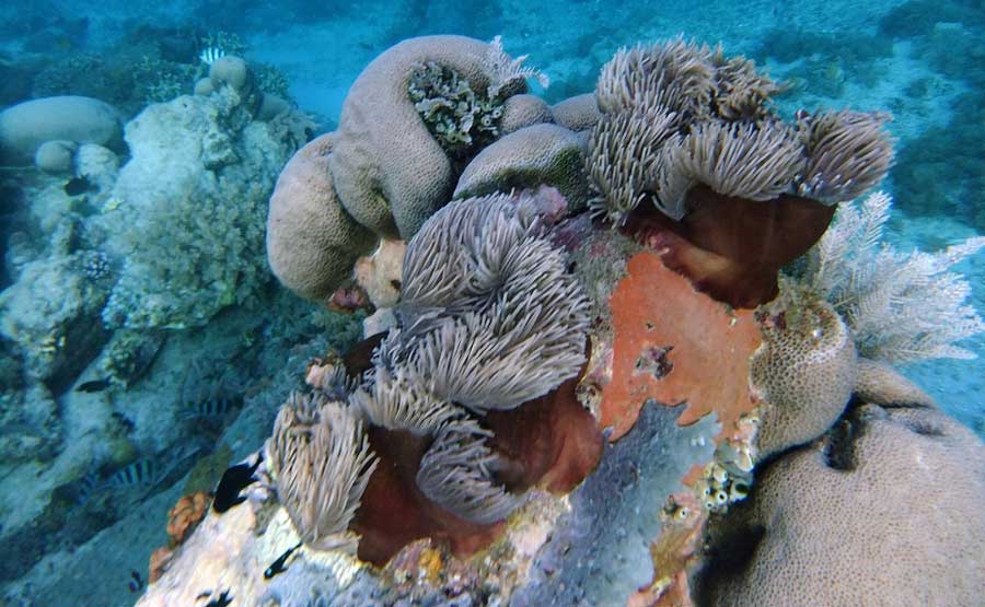 Snorkeling Gili Kondo