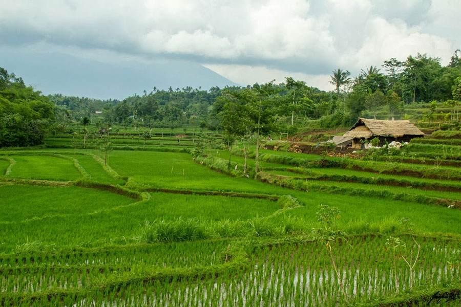 Tours sightseeing cycling to the village of Tetebatu - Middle of Lombok